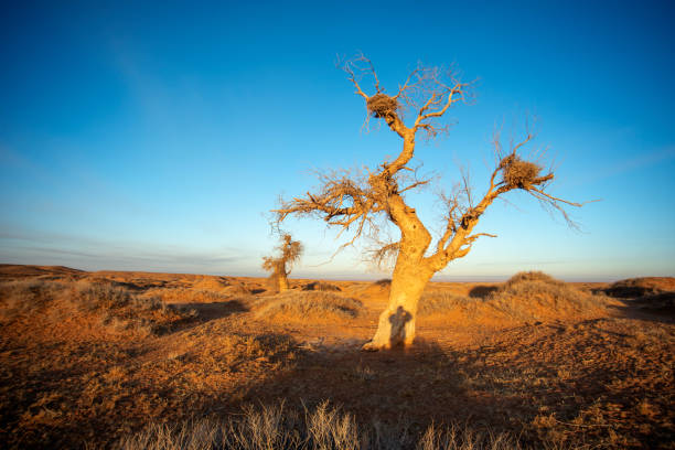 Populus euphratica grows in deserts and has a strong lifespan, which can survive for thousands of years. These poplar trees were photographed in no-man’s land. They are all wild and rare tree species. Many of them have withered, but trace of the years can still be seen.