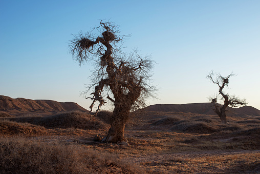 Populus diversifolia tree in the desert.West of Inner Mongolia, China.