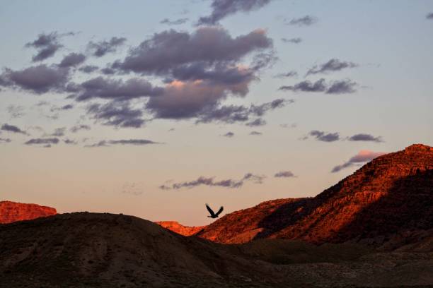 istock Raven Over Arches National Park 1146360918
