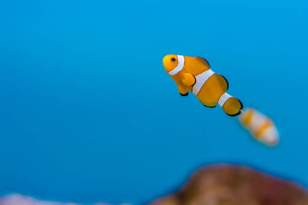 istock Amphiprion ocellaris in aquarium fish tank 1146362917