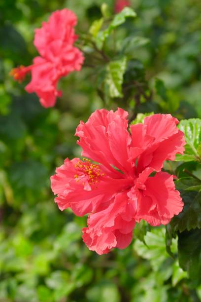 Stock photo showing red frilly / frilled hibiscus flowers on shrub / small tree. This pretty red mallow hibiscus blooms plant is also called rose mallow, Latin name hibiscus schizopetalus. imagen de flores de hibisco de con volantes/rojo con volantes en el arbusto con fondo de jardín de follaje borrosa, rojo malbaja hibiscus flores/rose mallow fondos de pantalla de fotos en el sol, hibisco schizopetalus flowers o flecos rosemallow pétalos