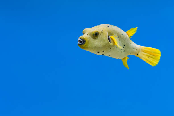 Arothron nigropunctatus in aquarium fish tank It is also known as blackspotted puffer or dog-faced puffer arothron nigropunctatus stock pictures, royalty-free photos & images