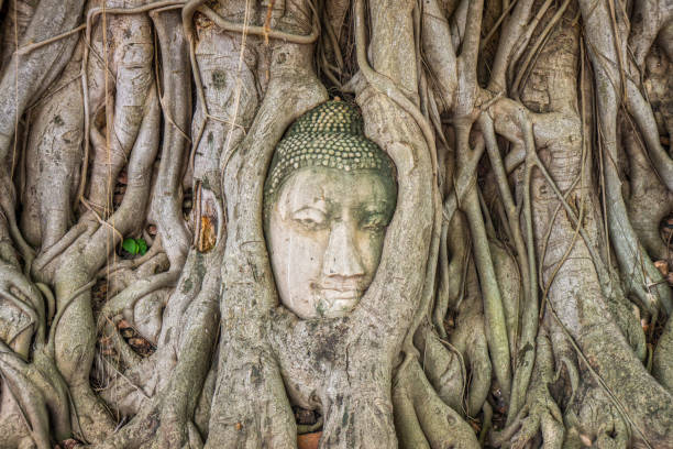 istock Ancient statue head of Buddha image embedded in a Banyan tree roots 1146363009
