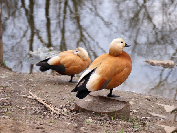 Photo of red duck near the water. Tadorna ferruginea. Red duck in the Park near the pond. Dry cloudy day of early spring or late autumn. sheld stock pictures, royalty-free photos & images