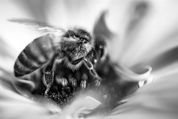 istock bee on flower center monochrome 1146367734