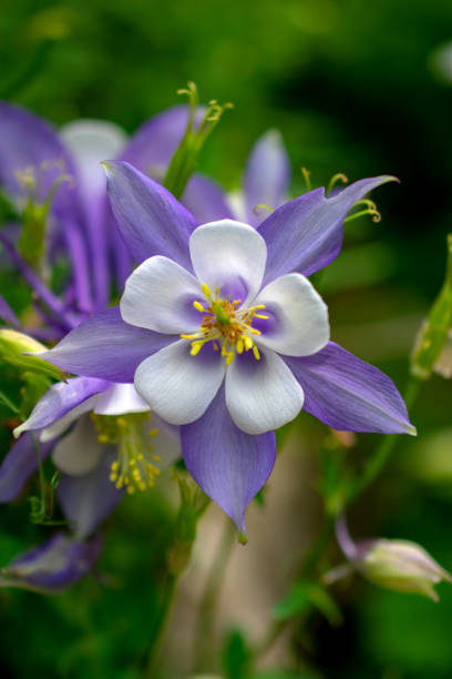 istock white flower with purple and scenery 1146367793