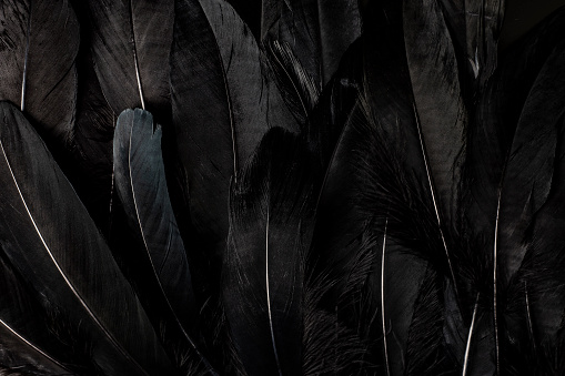 black feather texture background.