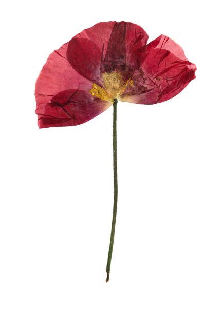 istock Pressed and dried flower poppy, isolated on white 1146367911