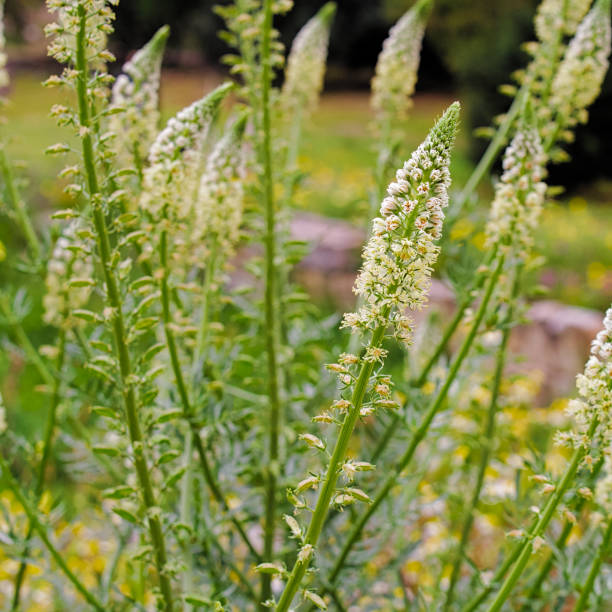 istock Multiple field plants with many small white flowers. 1146392044
