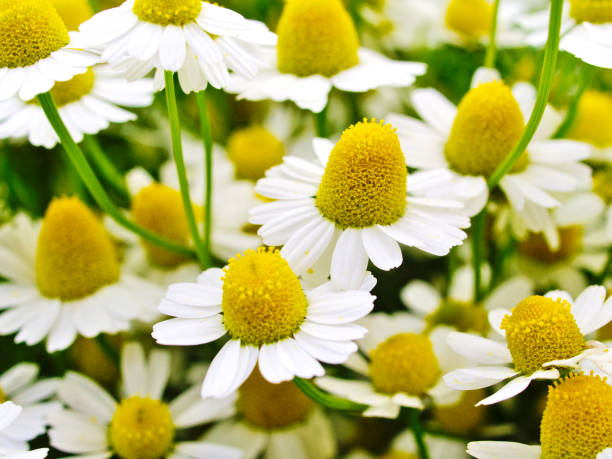 Multiple chamomile flowers in spring field. Multiple chamomile flowers in spring field. Vivid nature image. Scientific Matricaria chamomilla. chamomile plant stock pictures, royalty-free photos & images