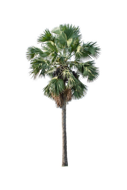 istock Isolated Palm trees on a white background with clipping path. 1146392901