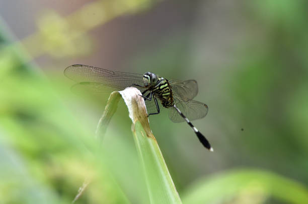 istock black camouflage dragonflies with transparent wings 1146392914