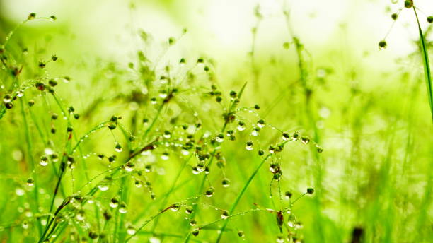 istock Water drop and grass, Kyoto, Japan 1146393600