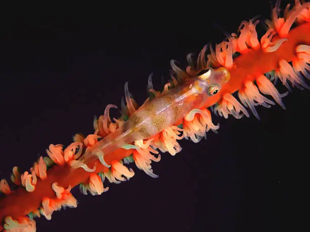 Bryaninops yongei, the wire-coral goby or whip coral goby, is a benthic species of goby widely distributed from the tropical and subtropical waters of the Indian Ocean to the islands in the center of the Pacific Ocean.