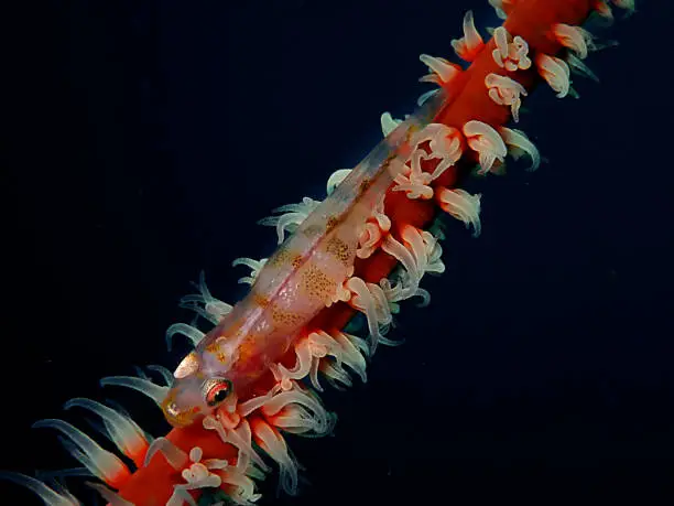 Bryaninops yongei, the wire-coral goby or whip coral goby, is a benthic species of goby widely distributed from the tropical and subtropical waters of the Indian Ocean to the islands in the center of the Pacific Ocean.