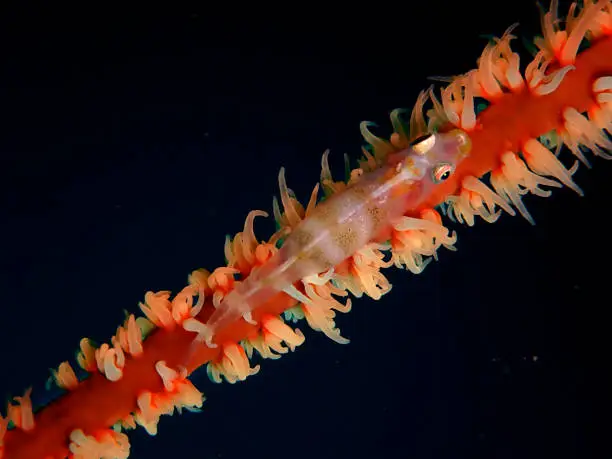 Bryaninops yongei, the wire-coral goby or whip coral goby, is a benthic species of goby widely distributed from the tropical and subtropical waters of the Indian Ocean to the islands in the center of the Pacific Ocean.