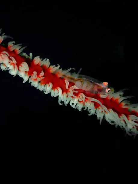 Bryaninops yongei, the wire-coral goby or whip coral goby, is a benthic species of goby widely distributed from the tropical and subtropical waters of the Indian Ocean to the islands in the center of the Pacific Ocean.