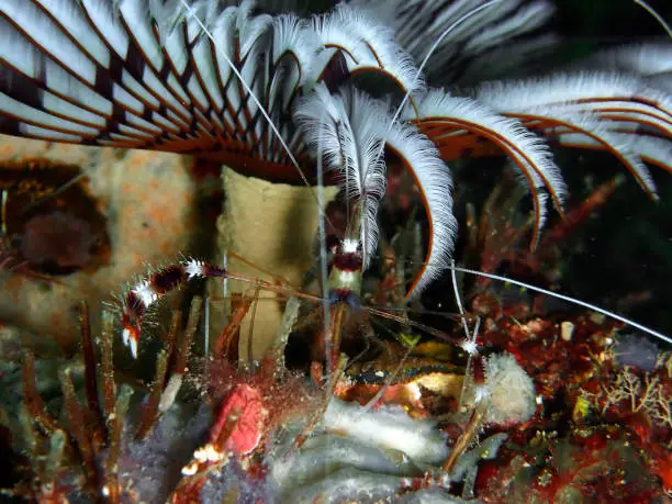 Stenopus hispidus is a shrimp-like decapod crustacean belonging to the infraorder Stenopodidea. Common names include banded coral shrimp and banded cleaner shrimp.