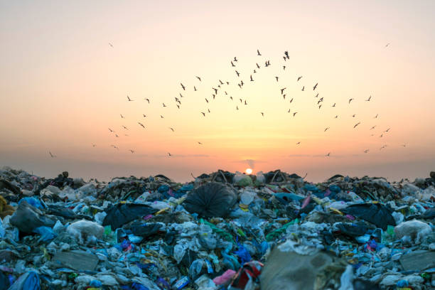 istock Gulls over a pile of garbage. 1146393945