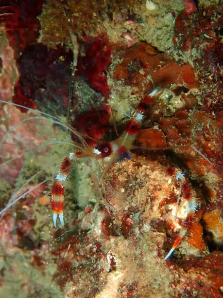 Stenopus hispidus is a shrimp-like decapod crustacean belonging to the infraorder Stenopodidea. Common names include banded coral shrimp and banded cleaner shrimp.