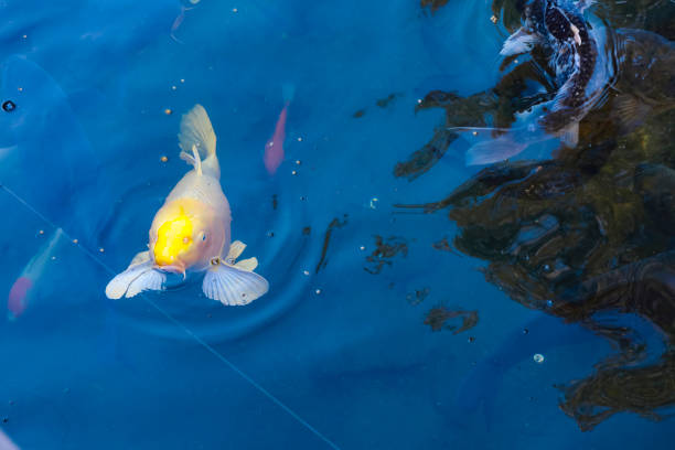 istock Golden koi fish in the pond 1146398487