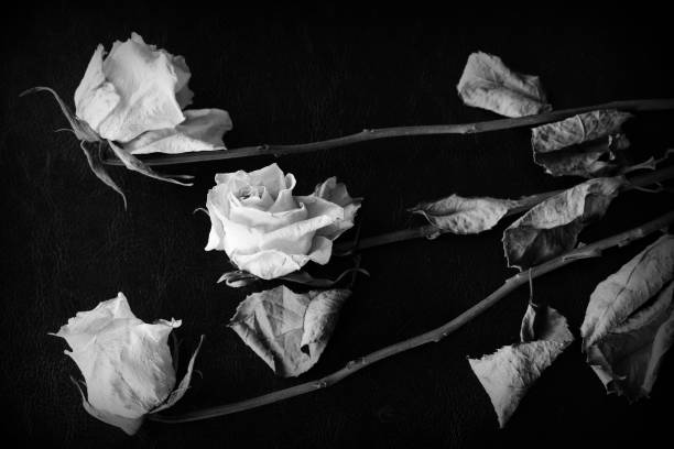 istock Dried white rose on a dark background close up. Black and white 1146399579