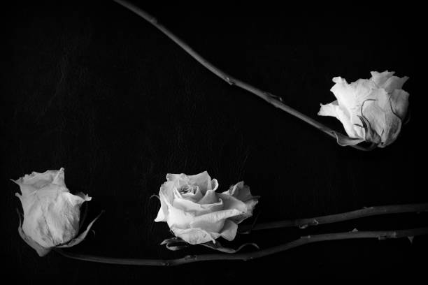 istock Dried white rose on a dark background close up. Black and white 1146399587