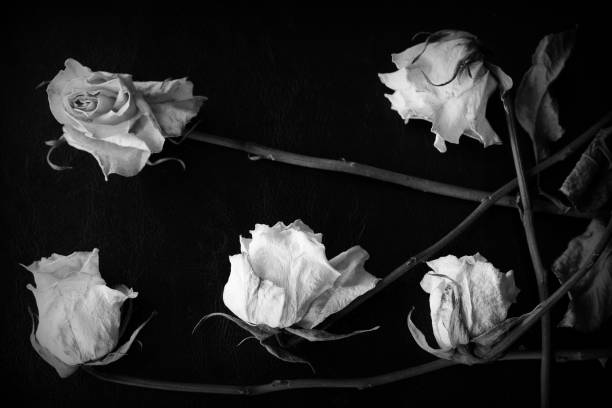 istock Dried white rose on a dark background close up. Black and white 1146399594
