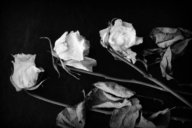 istock Dried white rose on a dark background close up. Black and white 1146399597