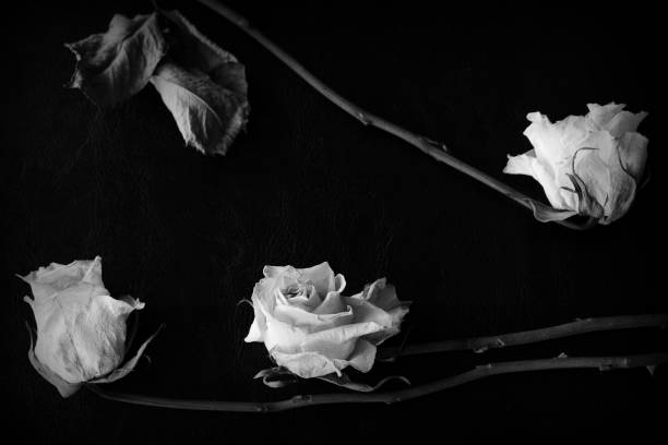 istock Dried white rose on a dark background close up. Black and white 1146399598