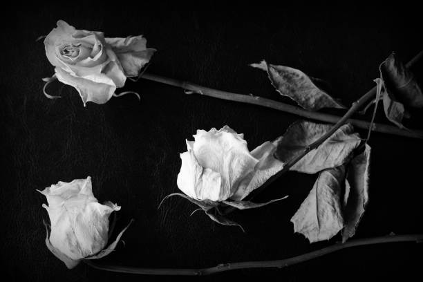 istock Dried white rose on a dark background close up. Black and white 1146399600