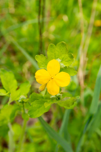 istock Spring yellow wildflowers - Earth Day 1146405408