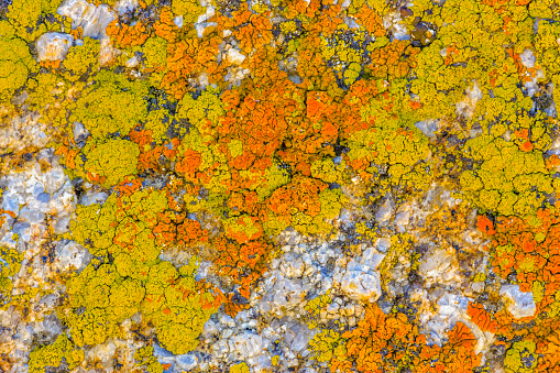 Lichen found in the Alabama Hills area and the Sierra Nevada countryside in the state of California