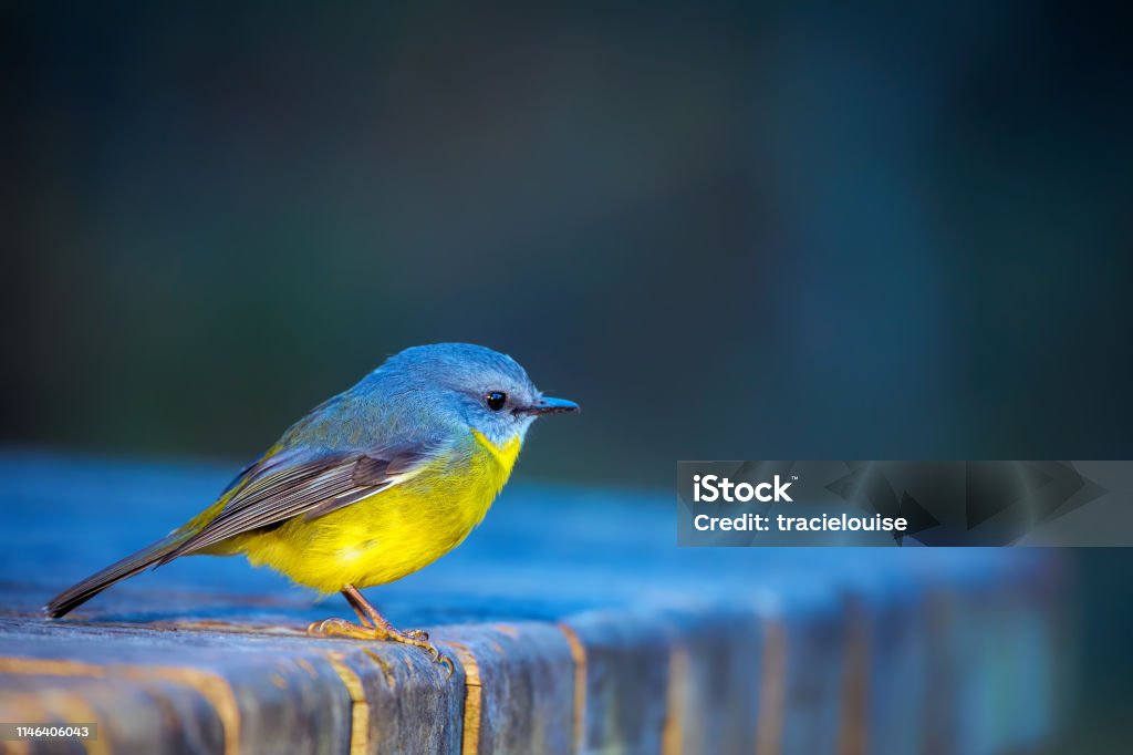 Eastern Yellow Robin (Eopsaltria australis) Tiny yellow robin perched on a branch Bird Stock Photo