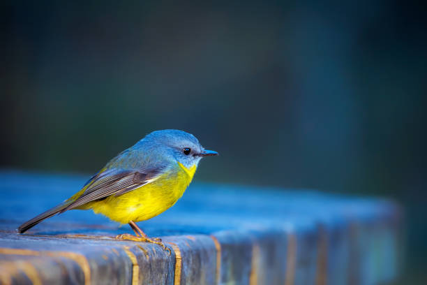 żółciowy robin wschodni (eopsaltria australis) - australis zdjęcia i obrazy z banku zdjęć