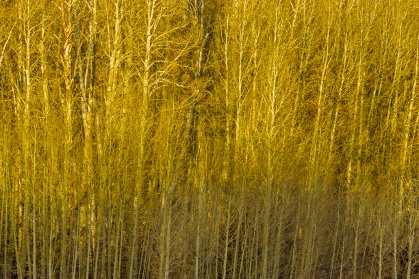 Sierra Nevada region in California Bridgeport valley and the Sierra Nevada countryside in the state of California birch gold complaints stock pictures, royalty-free photos & images
