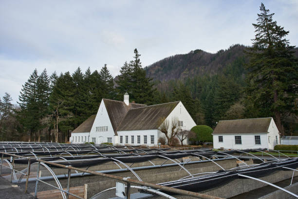 Bonneville Fish Hatchery Cascade Locks, Oregon, USA - Mar 28, 2019: The Bonneville Fish Hatchery. Constructed in 1909, it is Oregon Department of Fish and Wildlife’s largest hatchery facility. hatchery stock pictures, royalty-free photos & images