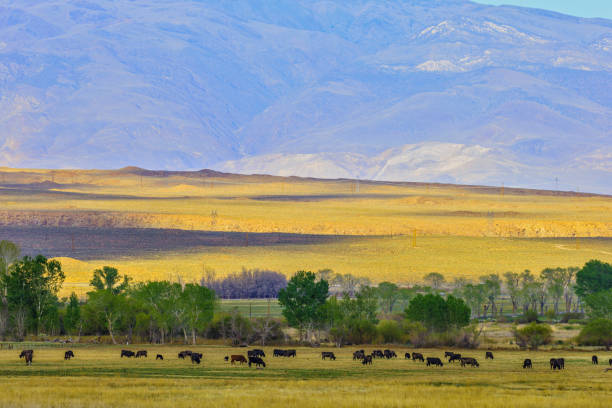 istock Sierra Nevada region in California 1146409808