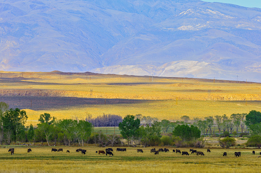 Owens valley and the Sierra Nevada countryside in the state of California