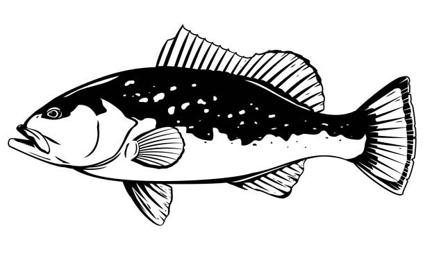 赤のグルーパー魚のイラスト - grouper点のイラスト素材／クリップアート素材／マンガ素材／アイコン素材