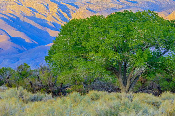 istock Sierra Nevada region in California 1146409839