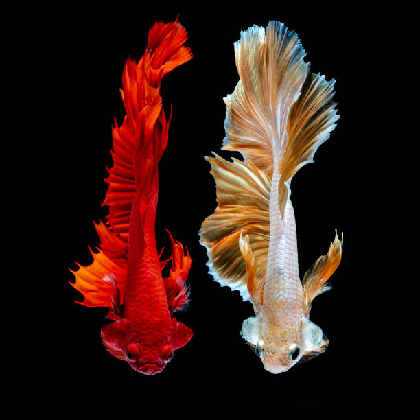 istock Betta fish Fight in the aquarium 1146412979