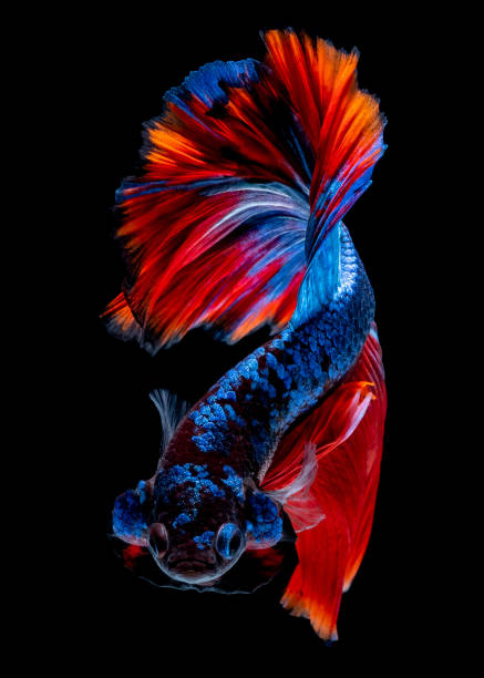 istock Betta fish Fight in the aquarium 1146412994