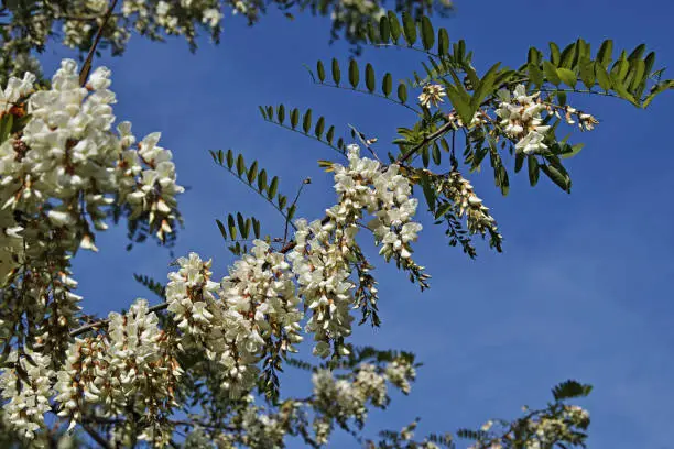 false acacia, flowers and leaves, robinia pseudoacacia