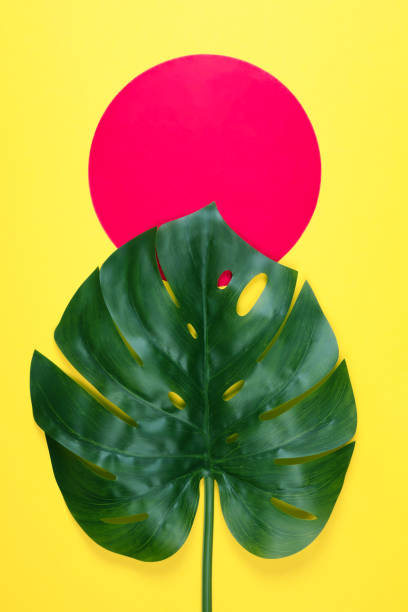 istock Purple tropical monstera leaf 1146413282