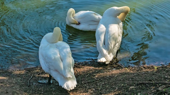 swans near the pond