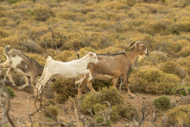 istock Goats running out in the nature. 1146413929