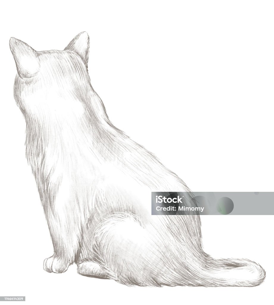 Estricto persona Halar Ilustración de Dibujo A Lápiz Con Gato Gris Sentado y más Vectores Libres  de Derechos de Animal - Animal, Animal doméstico, Arte - iStock