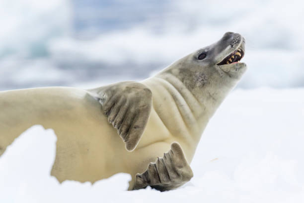 istock Crabeater seal portrait 1146416526