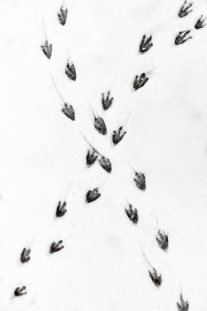 orme di pinguini nella neve - bird footprint foto e immagini stock